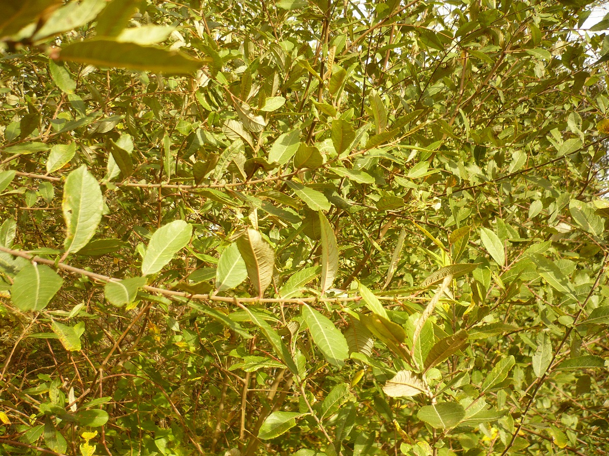 Salix atrocinerea (Salicaceae)